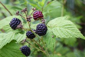 Wild Blackberries