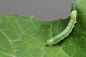 Cabbage Looper Larva