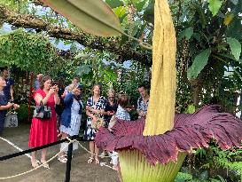 Arum Titan, the largest flower in the world - Villers les Nancy