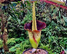 Arum Titan, the largest flower in the world - Villers les Nancy