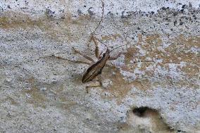 Assassin Bug