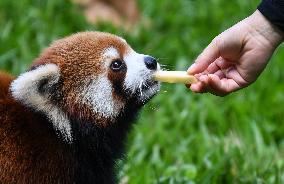 CHINA-GUANGDONG-GUANGZHOU-ZOO-ANIMALS-COOLING OFF(CN)