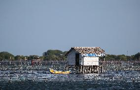 Fishing In Jaffna, Sri Lanka