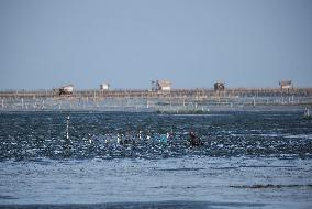 Fishing In Jaffna, Sri Lanka