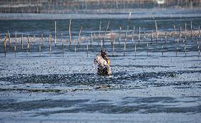 Fishing In Jaffna, Sri Lanka