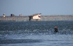 Fishing In Jaffna, Sri Lanka