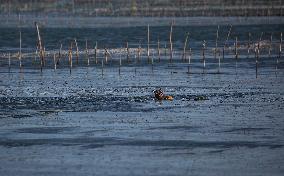 Fishing In Jaffna, Sri Lanka