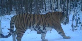 CHINA-HEILONGJIANG-WILD SIBERIAN TIGER (CN)