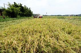 China Agriculture Rice Harvest