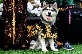 INDONESIA-JAKARTA-DOG-ACTIVITY