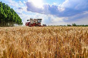 Chinese Summer Grain