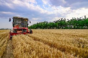 Chinese Summer Grain