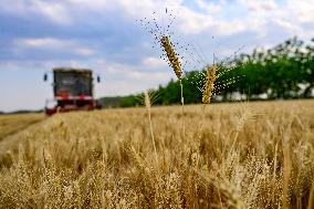 Chinese Summer Grain