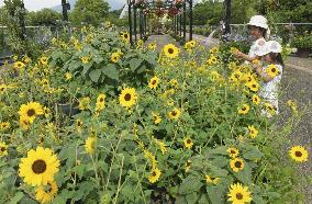 Sunflowers in full bloom at Tottori park