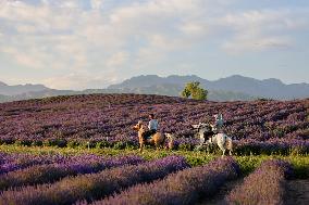 CHINA-XINJIANG-HUOCHENG-LAVENDER (CN)