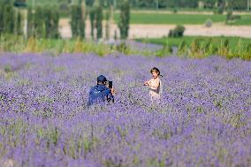 CHINA-XINJIANG-HUOCHENG-LAVENDER (CN)