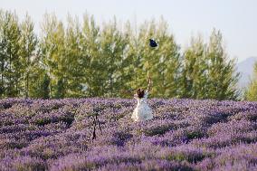 CHINA-XINJIANG-HUOCHENG-LAVENDER (CN)