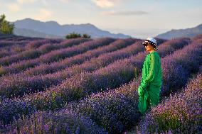 CHINA-XINJIANG-HUOCHENG-LAVENDER (CN)