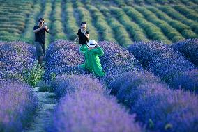 CHINA-XINJIANG-HUOCHENG-LAVENDER (CN)