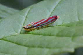 Candy-striped Leafhopper