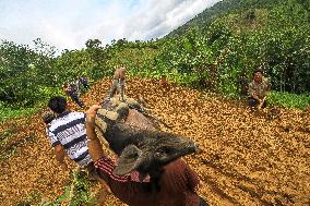 Nias Megalithic Heritages