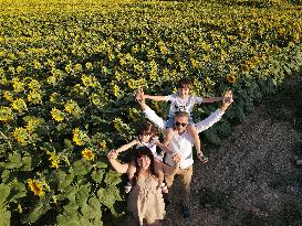 TÜRKIYE-ANKARA-SUNFLOWER FIELDS