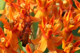 Common Red Soldier Beetles