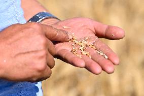 CHINA-XINJIANG-SUMMER HARVEST(CN)