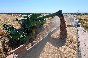 CHINA-XINJIANG-SUMMER HARVEST(CN)