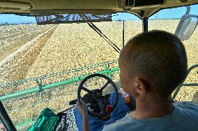 CHINA-XINJIANG-SUMMER HARVEST(CN)