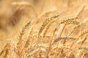 CHINA-XINJIANG-SUMMER HARVEST(CN)