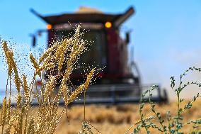 CHINA-XINJIANG-SUMMER HARVEST(CN)