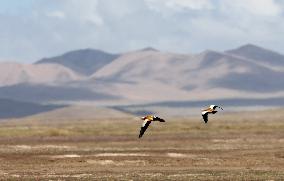 CHINA-XINJIANG-ALTUN MOUNTAINS NATIONAL NATURE RESERVE-WILD ANIMALS (CN)