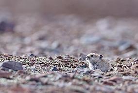 CHINA-XINJIANG-ALTUN MOUNTAINS NATIONAL NATURE RESERVE-WILD ANIMALS (CN)