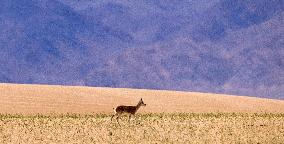 CHINA-XINJIANG-ALTUN MOUNTAINS NATIONAL NATURE RESERVE-WILD ANIMALS (CN)