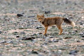 CHINA-XINJIANG-ALTUN MOUNTAINS NATIONAL NATURE RESERVE-WILD ANIMALS (CN)
