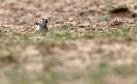CHINA-XINJIANG-ALTUN MOUNTAINS NATIONAL NATURE RESERVE-WILD ANIMALS (CN)