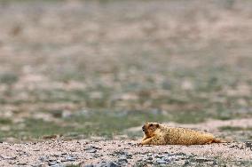 CHINA-XINJIANG-ALTUN MOUNTAINS NATIONAL NATURE RESERVE-WILD ANIMALS (CN)