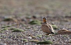 CHINA-XINJIANG-ALTUN MOUNTAINS NATIONAL NATURE RESERVE-WILD ANIMALS (CN)