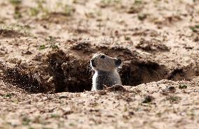 CHINA-XINJIANG-ALTUN MOUNTAINS NATIONAL NATURE RESERVE-WILD ANIMALS (CN)
