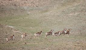 CHINA-XINJIANG-ALTUN MOUNTAINS NATIONAL NATURE RESERVE-WILD ANIMALS (CN)