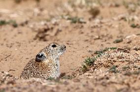 CHINA-XINJIANG-ALTUN MOUNTAINS NATIONAL NATURE RESERVE-WILD ANIMALS (CN)