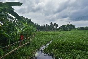 Daily Life On The Outskirts Of Kolkata, India