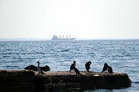 Last ship under grain agreement leaves port of Odesa