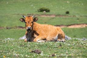 Cattles Forage At Baicaofao Ranch in Bijie