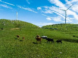 Cattles Forage At Baicaofao Ranch in Bijie