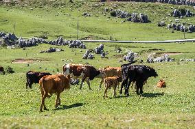 Cattles Forage At Baicaofao Ranch in Bijie