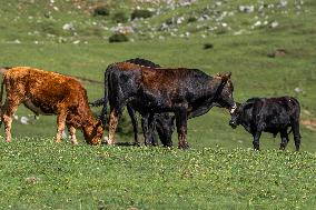 Cattles Forage At Baicaofao Ranch in Bijie