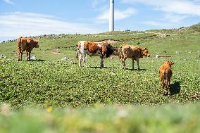 Cattles Forage At Baicaofao Ranch in Bijie