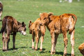 Cattles Forage At Baicaofao Ranch in Bijie